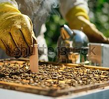 Лечение пчел