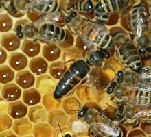 Стимуляция и развитие пчел